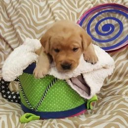 Labrador Retrievers from Almost Like Home Services Boarding and Breeding