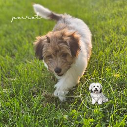 Coton de Tulear Puppies from Jac Be Nimble Cotons