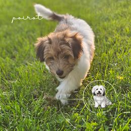 Coton de Tulear Puppies from Jac Be Nimble Cotons