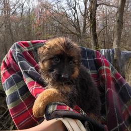 Patsy - Black and red female German Shepherd puppy in Vintondale, Pennsylvania from Causey's Critters