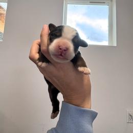 Storm - Black rust and white male Bernese Mountain Dog puppy in Enterprise, Utah from High Desert Bernese