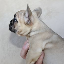 French Bulldog Puppies from Camp Fine Frenchies