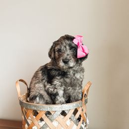 Glimmer - Merle Goldendoodle puppy in Soddy Daisy, Tennessee from The W Doods