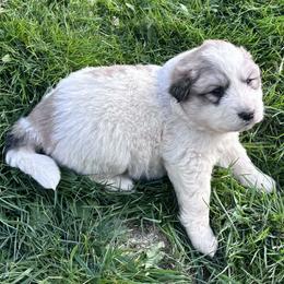 Puppy ID 36262 - White and tan female Great Pyrenees puppy in Leicester, North Carolina from Randall Glen Pyrenees