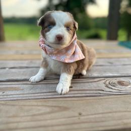 Firecracker - Red merle female Miniature Australian Shepherd puppy in Doddridge, Arkansas from Huddleston Farm
