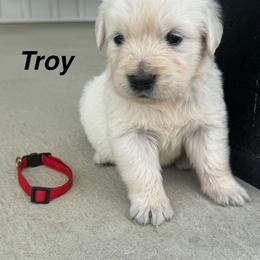 Troy - Light golden male Golden Retriever puppy in Piqua, Ohio from Golden’s of Remington Fields