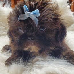 Brindle Male - Brindle and white male Shih Tzu puppy in Hillsdale, Michigan from Prairie Fen Farm
