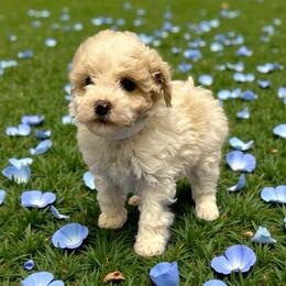 Ringo Starr - Parti male Poodle puppy in Dunn, North Carolina from Sandy Creek Kennels