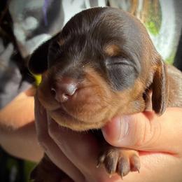 Bottega - Chocolate and tan male Dachshund puppy in Harrison, Arkansas from Dachshunds on the Hill