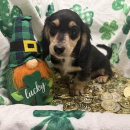 Riley - black and cream dapple girl - Dapple female Dachshund puppy in Cutler Bay, Florida from Dadecounty’s Dachshunds