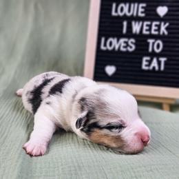 Louie - Blue merle and white male American Corgi puppy in Taylorsville, North Carolina from America's Red White and Bluie Corgis