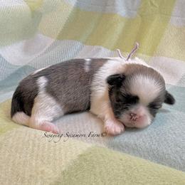 Brindle and White Female - Purple Collar - Brindle and white female Shih Tzu puppy in Crawfordsville, Indiana from Swaying Sycamore Farm