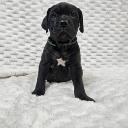 Green collar - Black brindle male Cane Corso puppy in Fritch, Texas from Carrie Brown's Cane Corsos
