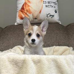 Sasha - Sable female Pembroke Welsh Corgi puppy in Urbana, Ohio from Edgewood Farm and Kennel