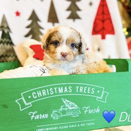 Dustin - Red merle male Aussiedoodle puppy in Sulphur Bluff, Texas from V6 Ranch Dogs