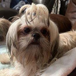Melody - Shih Tzu