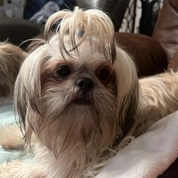 Melody - Shih Tzu