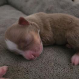 Ginger - Red tri female Miniature Australian Shepherd puppy in Boring, Oregon from Tails and No Tails Salty Aussie Farms