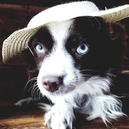 River - Toy Australian Shepherd
