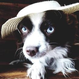 River - Toy Australian Shepherd
