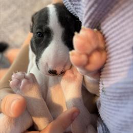 Casper - White and fawn brindle male Whippet puppy in Fort Myers, Florida from Rainbow Whippets