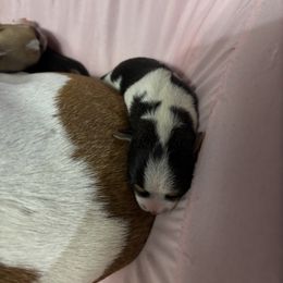 Blk tri male 6 - Black and white female Teddy Roosevelt Terrier puppy in Robards, Kentucky from Dream Tree Kennel