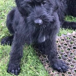 Giant Schnauzer Puppies from Seven Bends Giants