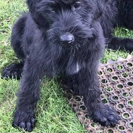 Giant Schnauzer Puppies from Seven Bends Giants
