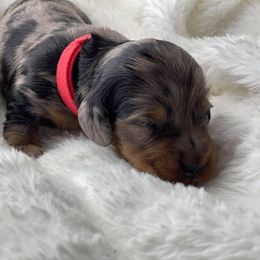 Dachshund Puppies from Hart Dachshunds