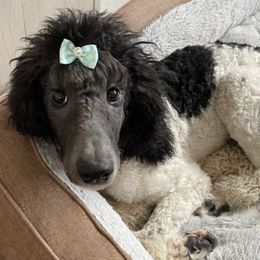 Poodles from Jazlynn Craig
