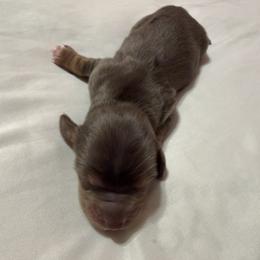 Boy 1 - Dapple male Dachshund puppy in Surprise, Arizona from Mighty Little Dachshunds