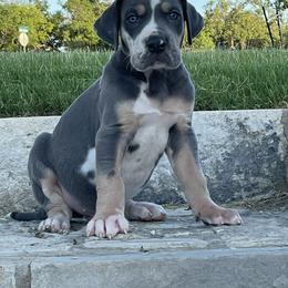Great Dane Puppies from Oak Bend Danes