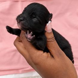 Snowbell - Black female Pomeranian puppy in Hampton, Virginia from Hearts Of Love
