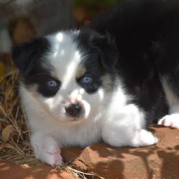 BTF 1 - Black tri female Toy Australian Shepherd puppy in Joshua, Texas from Double M Toy and Mini Aussies