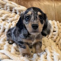 Dapple boy - Dapple male Dachshund puppy in Bryan, Ohio from Wysteria Hill Doxies