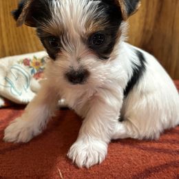 Girl 3 - Parti female Yorkshire Terrier puppy in Bear Creek, North Carolina from Yorkie Time