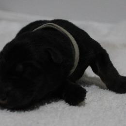 Ms. Grey - German Shepherd puppy in Berthoud, Colorado from KMK9