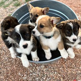 Pembroke Welsh Corgi Puppies from Osorio’s Corgis