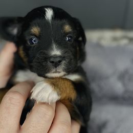 Diamond - Miniature Australian Shepherd puppy in La Salle Parish, Louisiana from Diamond KC Kennels