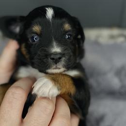 Diamond - Miniature Australian Shepherd puppy in La Salle Parish, Louisiana from Diamond KC Kennels