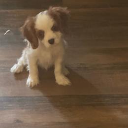 Blenheim boy with queen spot - Blenheim male Cavalier King Charles Spaniel puppy in Columbia, South Carolina from Columbia Cavaliers