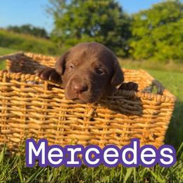 Mercedes - Chocolate female Labrador Retriever puppy in Lucasville, Ohio from Backwoods Labradors