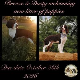 English Springer Spaniel puppies from IV Springers of California