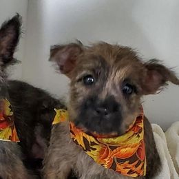 Cairn Terriers and Scottish Terriers from D & J SCOTTIES AND CAIRNS & Miniature Long haired Dachshunds