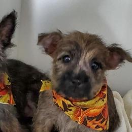 Cairn Terriers and Scottish Terriers from D & J SCOTTIES AND CAIRNS & Miniature Long haired Dachshunds