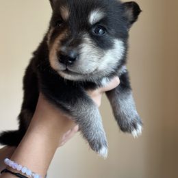 Siberian Husky Puppies from Broward Huskies