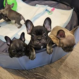 French Bulldog Puppies from All 8 Frenchies