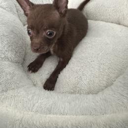 Mr choco charting 4-5 lb 4500 green eyes - Chocolate and white male Chihuahua puppy in Las Vegas, Nevada from Quality Poms Chihuahua Yorkies of Las vegas