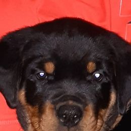 Rottweiler Puppies from Von Schonen Rottweilers