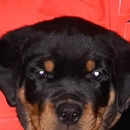 Rottweiler Puppies from Von Schonen Rottweilers